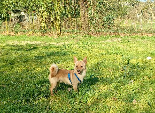 Lapo piccolo cagnolino taglia piccola cerca casa  Foto 4